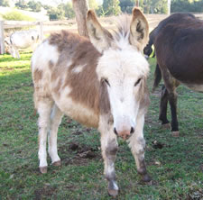 Seein' Spots Miniature Donkeys - Taylor Swift