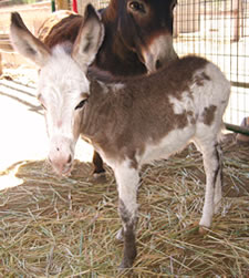 Seein' Spots Miniature Donkeys - Taylor Swift