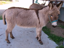 Seein' Spots Valentina - Miniature Donkey