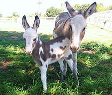 Seein' Spots Miniature Donkeys - Valentino