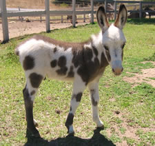 Seein' Spots Miniature Donkeys - Valentino