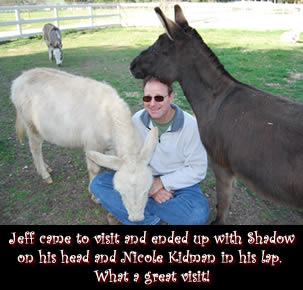 Visitor Jeff with Shadow and Nicole Kidman - Miniature Donkeys