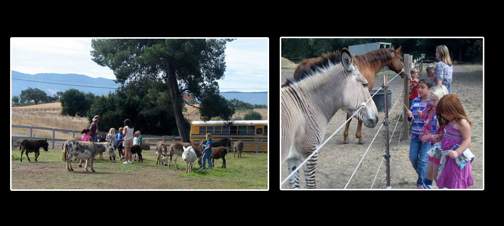 Seein' Spots Petting Zoo